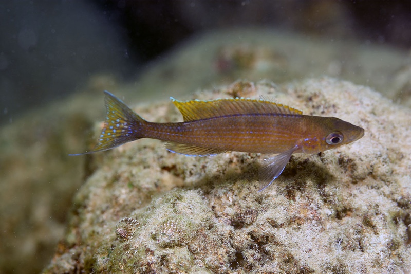 Paracyprichromis brieni 'Mkuyu Point'